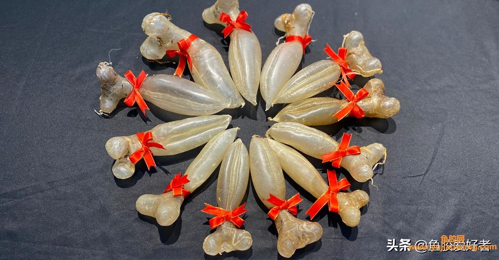 什么魚的魚膠品質最貴